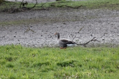 Greylag Goose