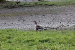 Greylag Goose