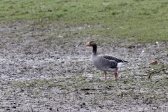 Greylag Goose