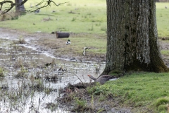 Greylag Goose