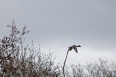 Mallard in Flight