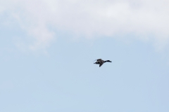 Mallard in Flight