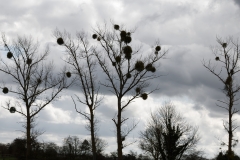 Strange Shapes on Tree