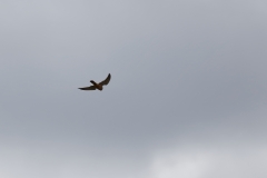 Male Kestrel in Flight