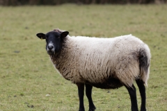 Sheep with Black Face Standing