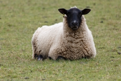 Sheep with Black Face laying Down