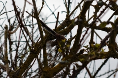 Chaffinch in Flight