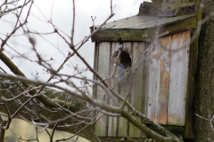 Blue Tit on Nesting Box