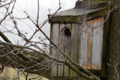 Blue Tit on Nesting Box