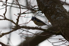 Blue Tit in Tree