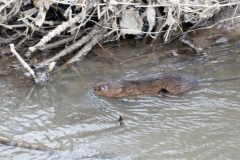 Water Vole Swimming