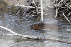 Water Vole Swimming