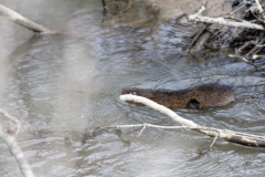 Water Vole Swimming