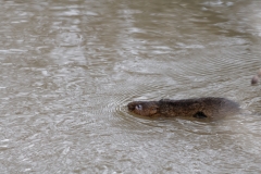 Water Vole Swimming