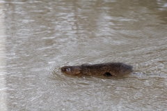 Water Vole Swimming