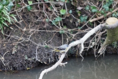 Grey Wagtail on Branch over River