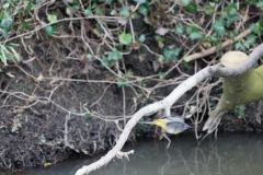 Grey Wagtail on Branch over River