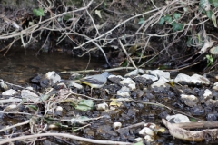 Grey Wagtail in River