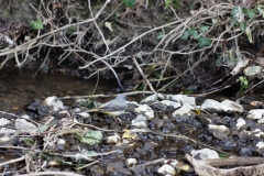 Grey Wagtail in River