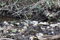 Grey Wagtail in River