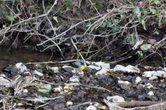 Grey Wagtail in River