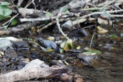 Grey Wagtail in River