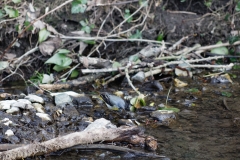 Grey Wagtail in River