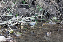 Grey Wagtail in River