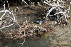 Grey Wagtail in River