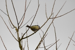 Blue Tit in Tree