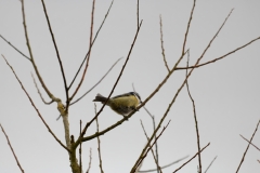 Blue Tit in Tree