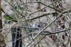 Male Chaffinch Back View in Tree