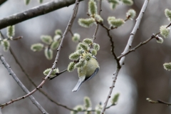 Blue Tit Upside Down in Tree Feeding