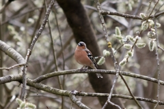 Male Chaffinch Front View in Tree