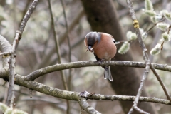 Male Chaffinch Front View in Tree