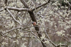 Male Chaffinch Front View in Tree