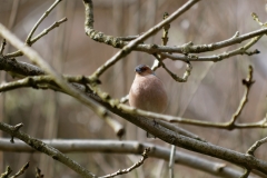 Male Chaffinch Front View in Tree