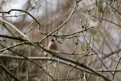 Male Chaffinch Front View in Tree