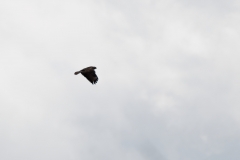 Buzzard in Flight