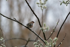 Male Chaffinch Back View in Tree