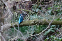 Male Kingfisher Back View in Tree over River