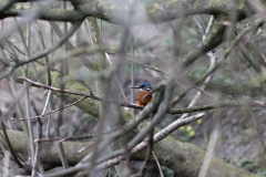 Male Kingfisher Front View in Tree over River