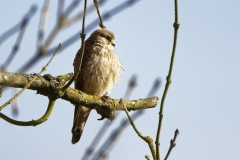 Female Kestrel in a Tree