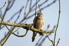 Female Kestrel in a Tree