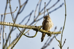 Female Kestrel in a Tree