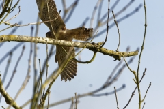 Female Kestrel in Flight