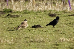 Female Kestrel on the Ground next to Crow