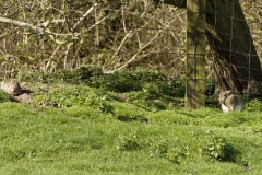 Hares