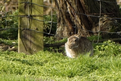 Hare