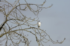 Little Egret in Tree